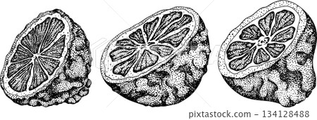 Vector engraving illustrations of bergamot fruit. 134128488