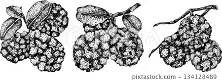Vector engraving illustrations of bergamot fruit. 134128489