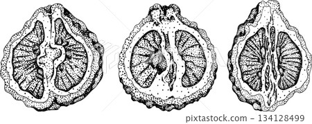 Vector engraving illustrations of bergamot fruit. Vector engraving illustrations of bergamot fruit. 134128499