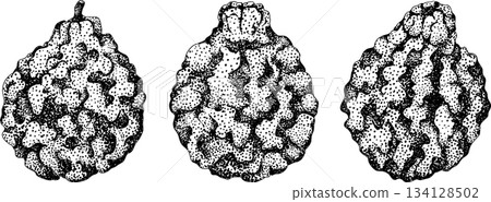 Vector engraving illustrations of bergamot fruit. 134128502
