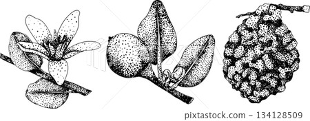 Vector engraving illustrations of bergamot fruit. 134128509