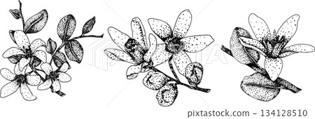 Vector engraving illustrations of bergamot fruit. 134128510