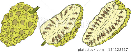 Detailed colored noni fruits,Indian mulberry, great morinda Detailed colored noni fruits,Indian mulberry, great morinda 134128517