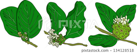 Detailed colored noni fruits,Indian mulberry, great morinda 134128518