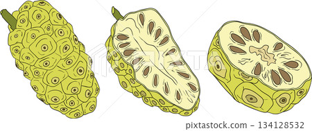 Detailed colored noni fruits,Indian mulberry, great morinda Detailed colored noni fruits,Indian mulberry, great morinda 134128532