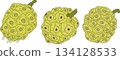 Detailed colored noni fruits,Indian mulberry, great morinda 134128533