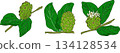 Detailed colored noni fruits,Indian mulberry, great morinda 134128534