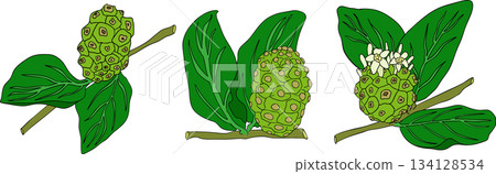 Detailed colored noni fruits,Indian mulberry, great morinda Detailed colored noni fruits,Indian mulberry, great morinda 134128534