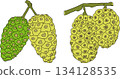 Detailed colored noni fruits,Indian mulberry, great morinda 134128535