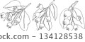 Set of serviceberry, saskatoon clusters, flowers, and single berries 134128538