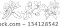 Set of serviceberry, saskatoon clusters, flowers, and single berries 134128542