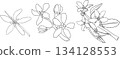 Set of serviceberry, saskatoon clusters, flowers, and single berries 134128553