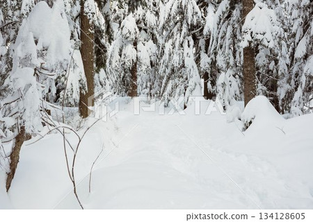 Snow covered forest during winter 134128605