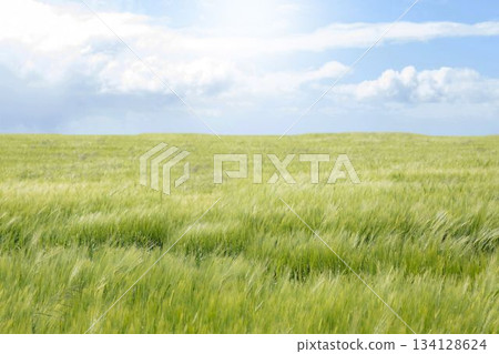 Flat design illustration showing green barley stalks waving over field under partly cloudy sky Flat design illustration showing green barley stalks waving over field under partly cloudy sky 134128624