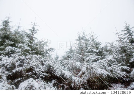 Flat illustration showing evergreen saplings and shrubs blanketing forest clearing with fresh snow 134128639