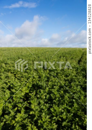 Green field against cloudy sky 134128828