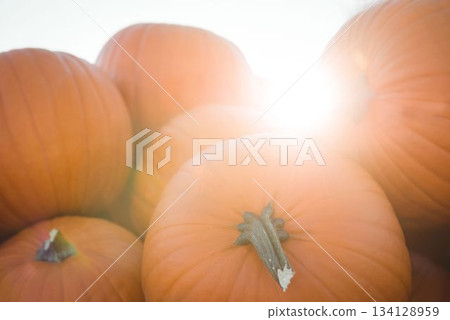 Flat design pumpkins are being stacked with greenish brown stems under bright sunlight glare 134128959