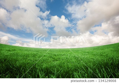 Green field under blue sky 134129008