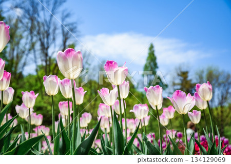 Tulip Shirley blooming under clear blue sky, white petals with pink edges shining in sunlight, elegant spring flowers creating a fresh background. 134129069