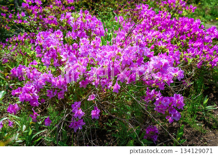 Pink rhododendron flowers in full bloom at Vladivostok Botanical Garden Primorsky Krai Russia creating a lush spring landscape of vivid color and greenery. Pink rhododendron flowers in full bloom at Vladivostok Botanical Garden Primorsky Krai Russia creating a lush spring landscape of vivid color and greenery. 134129071
