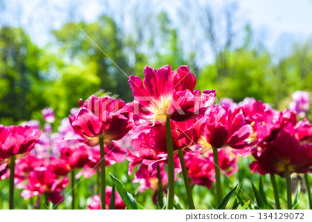 Bright magenta double late tulips of the Tulipa Alicante variety bloom under a clear blue sky in a lush spring garden full of vivid green foliage. Bright magenta double late tulips of the Tulipa Alicante variety bloom under a clear blue sky in a lush spring garden full of vivid green foliage. 134129072