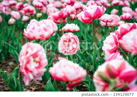 Bright double peony tulips Foxtrot with lush layered pink petals in spring garden bed, green foliage and soft natural background. 134129077