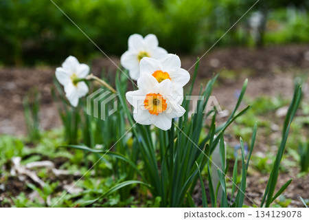 Close up of blooming white daffodils with bright orange centers growing in spring garden, showing fresh petals and green foliage in natural light. Close up of blooming white daffodils with bright orange centers growing in spring garden, showing fresh petals and green foliage in natural light. 134129078