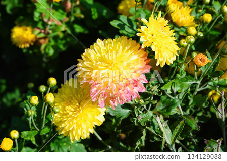 Close up of bright yellow Chrysanthemum Opal flower with soft pink tips blooming in sunlight among green leaves in a summer garden Close up of bright yellow Chrysanthemum Opal flower with soft pink tips blooming in sunlight among green leaves in a summer garden 134129088