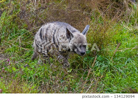 Striped hyena walking through tall grass and wild plants in Russia, detailed view of the wild animal in natural habitat, side profile. Striped hyena walking through tall grass and wild plants in Russia, detailed view of the wild animal in natural habitat, side profile. 134129094