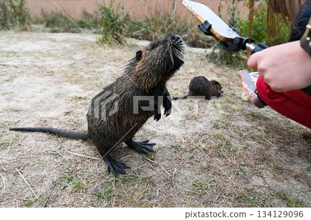 Nutria Myocastor coypus standing on hind legs near a person filming it with a smartphone. Human presence and wild rodent interaction outdoors. Nutria Myocastor coypus standing on hind legs near a person filming it with a smartphone. Human presence and wild rodent interaction outdoors. 134129096