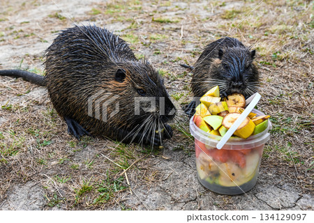 Mother and baby nutrias eating fresh fruit outdoors. Cute wild rodents enjoy apples and bananas on the grass in natural daylight. Mother and baby nutrias eating fresh fruit outdoors. Cute wild rodents enjoy apples and bananas on the grass in natural daylight. 134129097