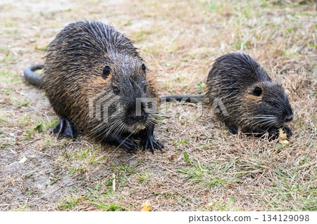 Adult nutria Myocastor coypus eating an apple and young one eating a banana on dry ground. Brown wet fur rodents with whiskers and webbed feet. Adult nutria Myocastor coypus eating an apple and young one eating a banana on dry ground. Brown wet fur rodents with whiskers and webbed feet. 134129098