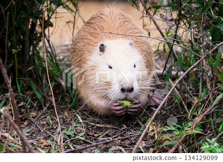 A light brown coypu, also known as nutria (Myocastor coypus), sits on a riverbank eating a green apple among bushes in natural daylight. A light brown coypu, also known as nutria (Myocastor coypus), sits on a riverbank eating a green apple among bushes in natural daylight. 134129099