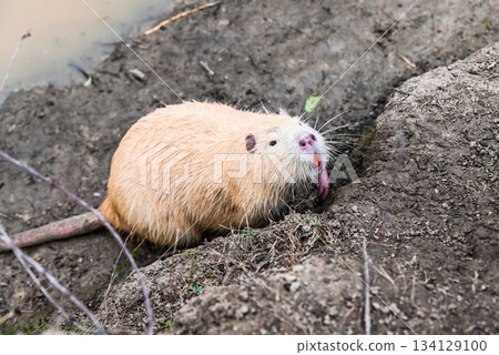 A wet light brown nutria or coypu with visible orange teeth emerging from the river onto the bank among green plants in natural daylight. A wet light brown nutria or coypu with visible orange teeth emerging from the river onto the bank among green plants in natural daylight. 134129100