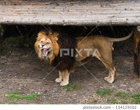 Lion roaring under a wooden shelter, showing sharp teeth and strength. Powerful wild cat expressing dominance in a natural outdoor scene. Lion roaring under a wooden shelter, showing sharp teeth and strength. Powerful wild cat expressing dominance in a natural outdoor scene. 134129102