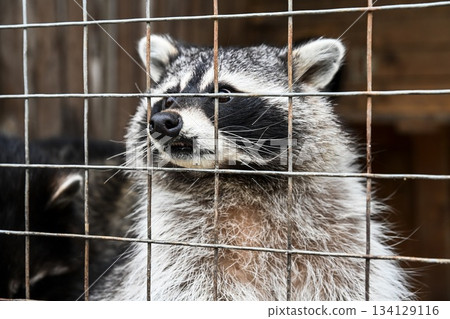 Raccoon behind a metal cage, symbolizing animal trapping and captivity. Image highlighting the cruelty and harm of keeping wild animals confined. 134129116