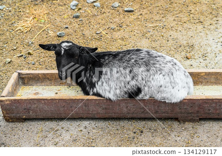 Black and white goat lying inside a wooden feeder on the ground. Relaxed domestic animal resting in a rural farm environment in natural daylight. Black and white goat lying inside a wooden feeder on the ground. Relaxed domestic animal resting in a rural farm environment in natural daylight. 134129117
