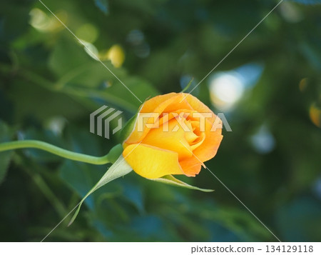 Orange rose Sahara '98 bud 134129118