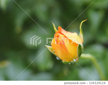 Orange rose Sahara '98 bud Orange rose Sahara '98 bud 134129119