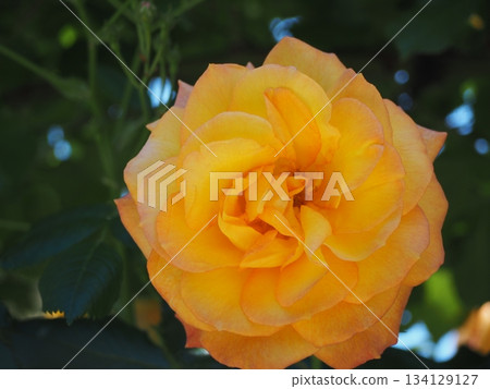 Orange Rose Sahara '98 Orange Rose Sahara '98 134129127