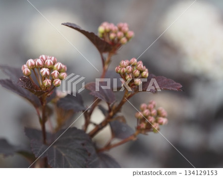 American spirea flower 134129153