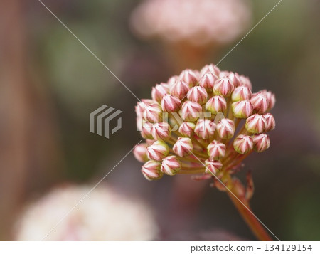 American spirea flower American spirea flower 134129154