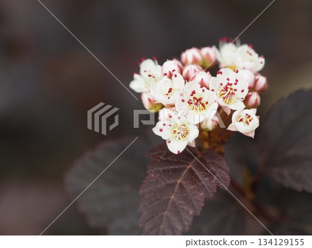 American spirea flower American spirea flower 134129155