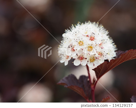 American spirea flower American spirea flower 134129157