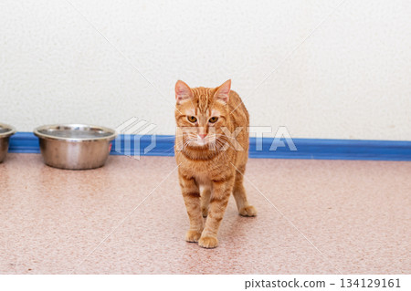 Orange feline awaits meal, Indoor shelter cat shows eager anticipation for feeding time 134129161
