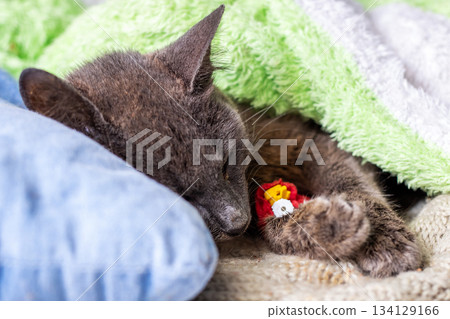 Closeup of tranquil feline surrounded by comforting textures and gentle natural illumination 134129166
