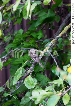 Little owl observes, Small bird on leafy branch, Tiny owl camouflaged among green foliage Little owl observes, Small bird on leafy branch, Tiny owl camouflaged among green foliage 134129170