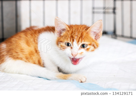 Curious ginger kitten, Young orange feline vocalizing cheerfully inside its shelter crate Curious ginger kitten, Young orange feline vocalizing cheerfully inside its shelter crate 134129171