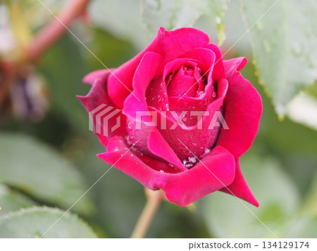Red Rose Wet with Rain Odyssey Red Rose Wet with Rain Odyssey 134129174