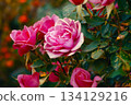 A beautiful bush of pink roses in full bloom against the blurred background of other roses in an outdoor garden. 134129216
